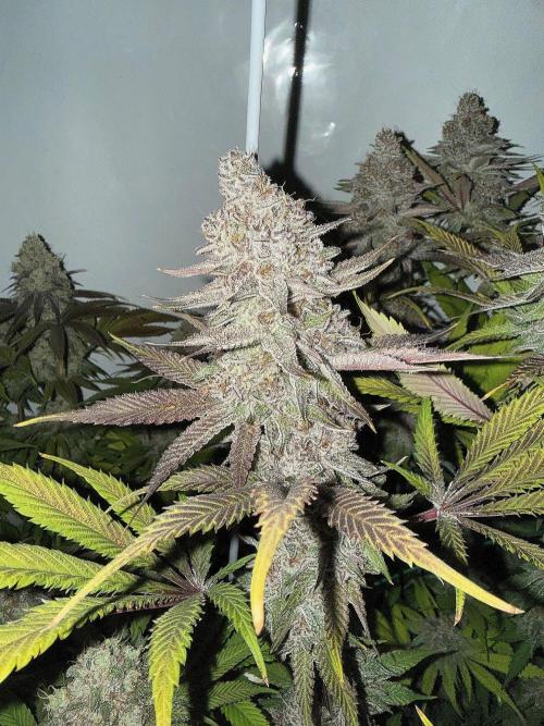 All about Terps. Week 16 - Red Hot Violet