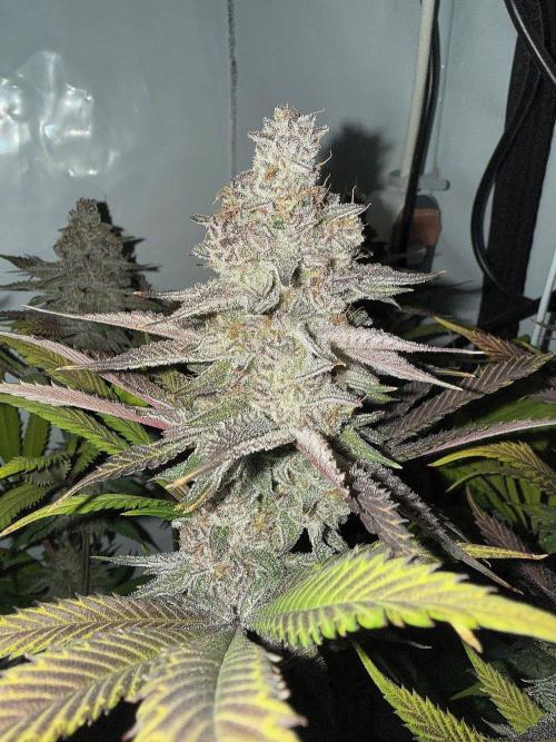 All about Terps. Week 16 - Chemferno