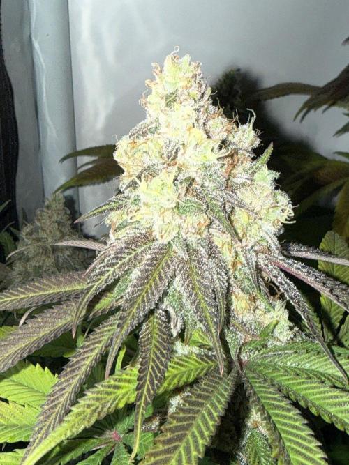 All about Terps. Week 16 - Strawberry Lobster