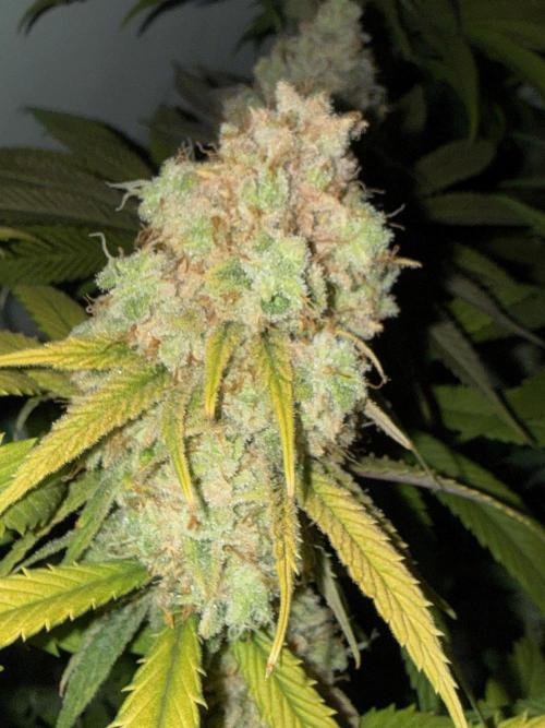 All about Terps. Week 16 - Strawberry Guava