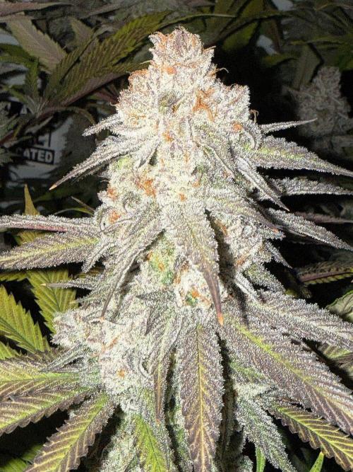 All about Terps. Week 16