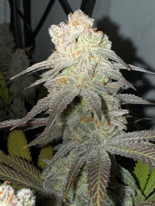 All about Terps. Week 16