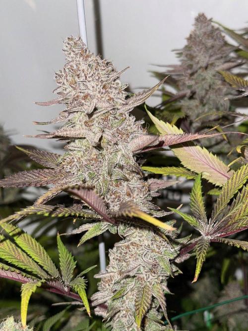 All about Terps. Week 16 - Red Hot Violet