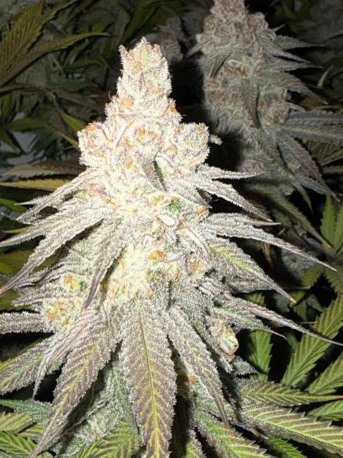 All about Terps. Week 16 - Chemferno