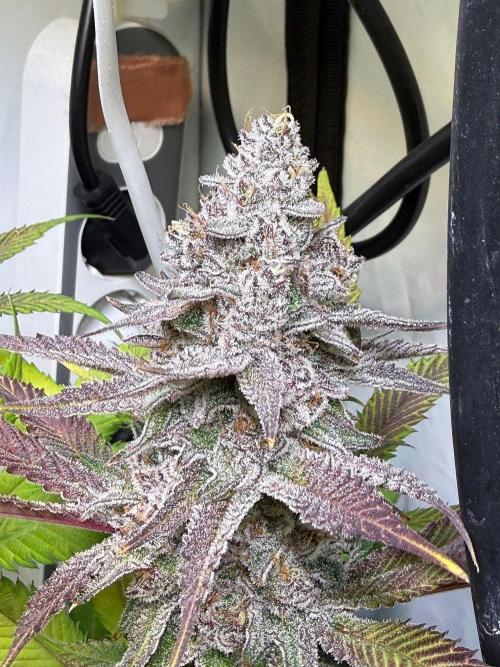 All about Terps. Week 16