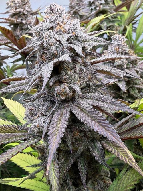 All about Terps. Week 16