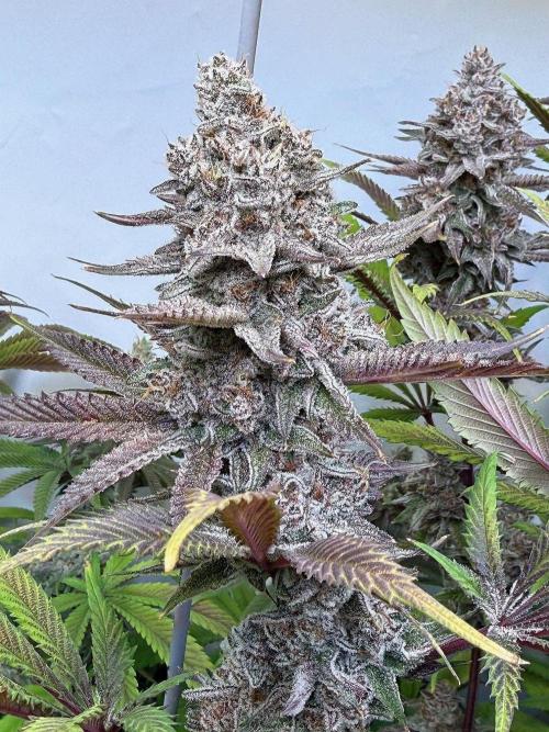 All about Terps. Week 16 - Red Hot Violet