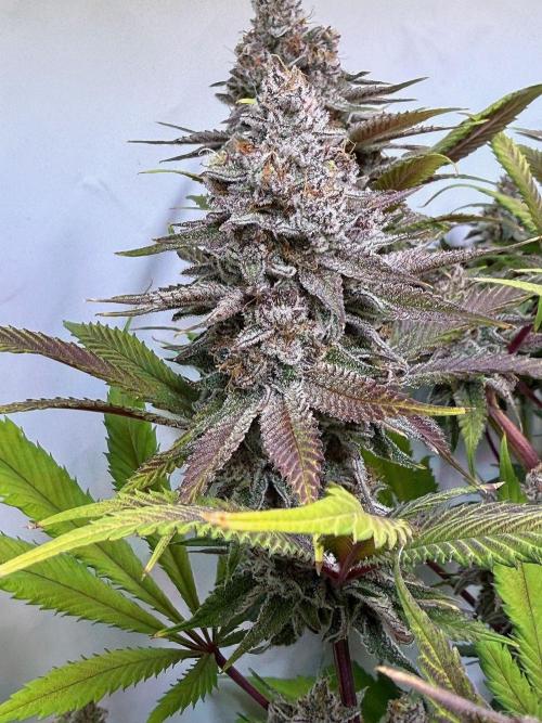 All about Terps. Week 16