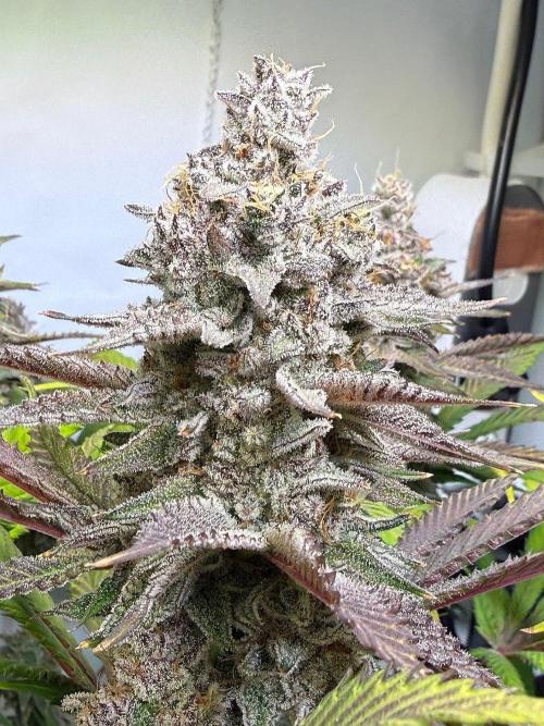 All about Terps. Week 16 - Chemferno