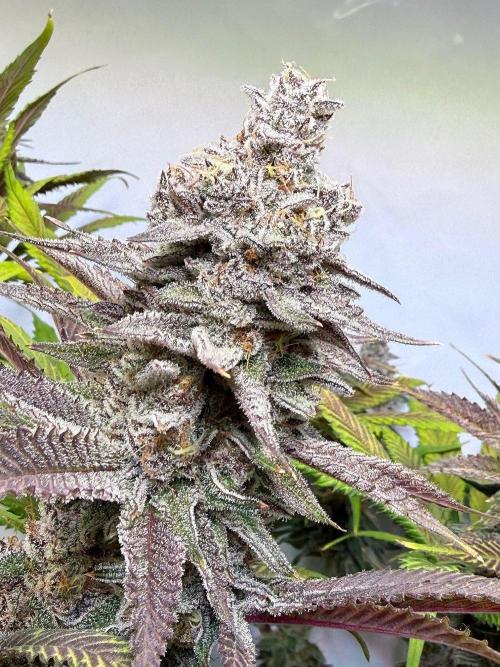 All about Terps. Week 16