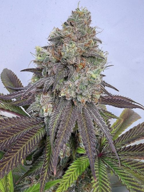 All about Terps. Week 16 - Strawberry Lobster