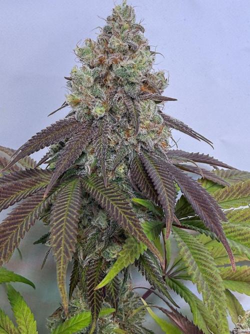 All about Terps. Week 16 - Strawberry Lobster