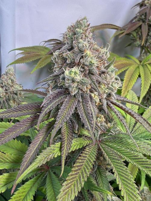 All about Terps. Week 16 - Strawberry Lobster