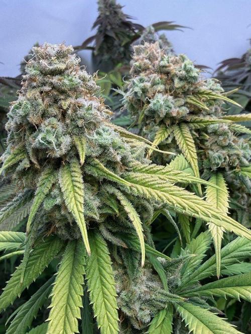 All about Terps. Week 16