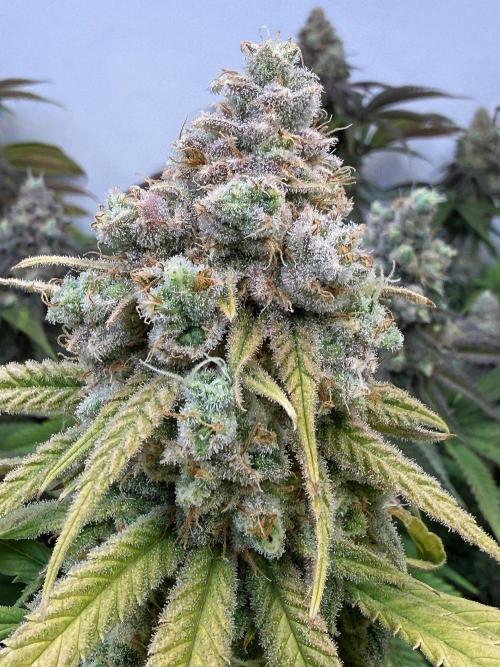 All about Terps. Week 16 - Strawberry Guava