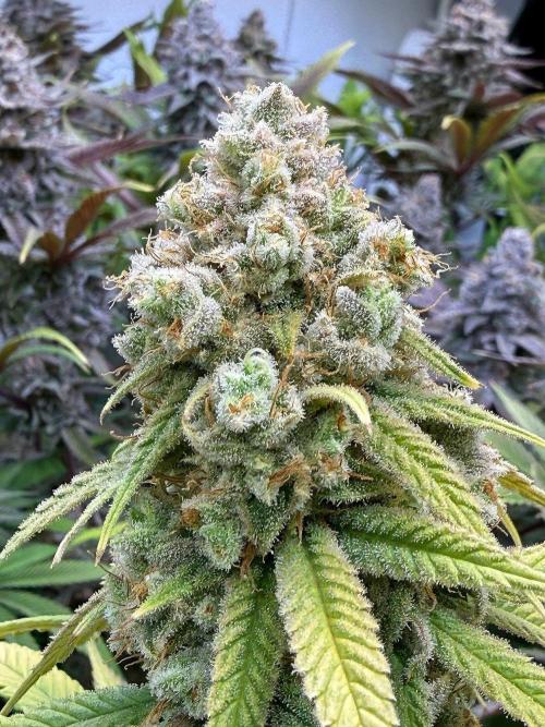 All about Terps. Week 16 - Strawberry Guava