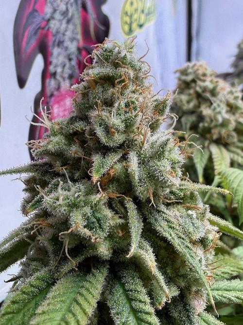 All about Terps. Week 16