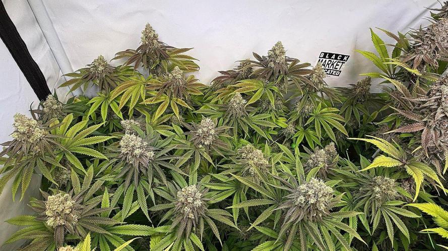 All about Terps. Week 16 - Für Gecko Strawberry Lobster