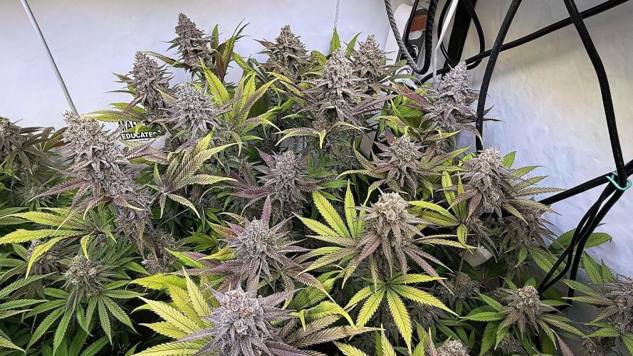 All about Terps. Week 16 - Red Hot Violet 