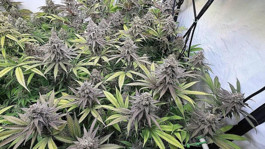 All about Terps. Week 16 - Chemferno