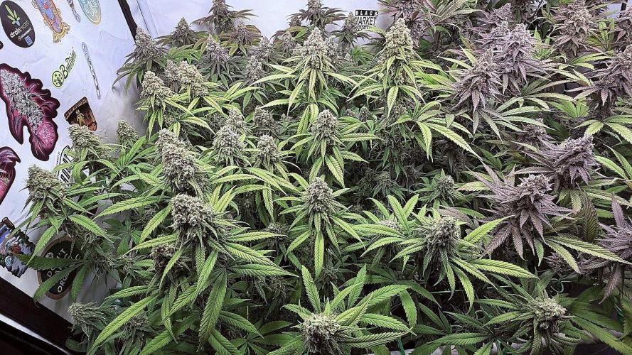 All about Terps. Week 16 - Strawberry Guava
