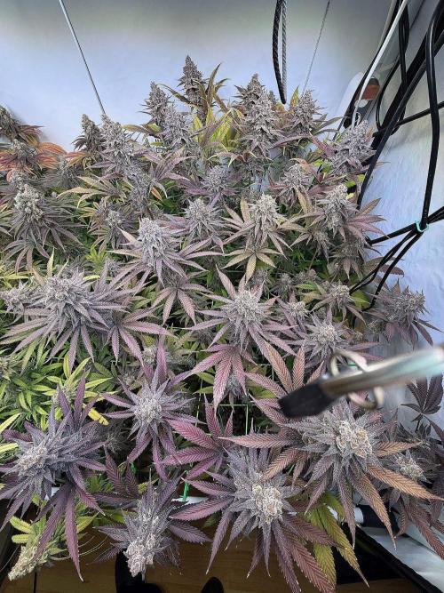 All about Terps. Week 17