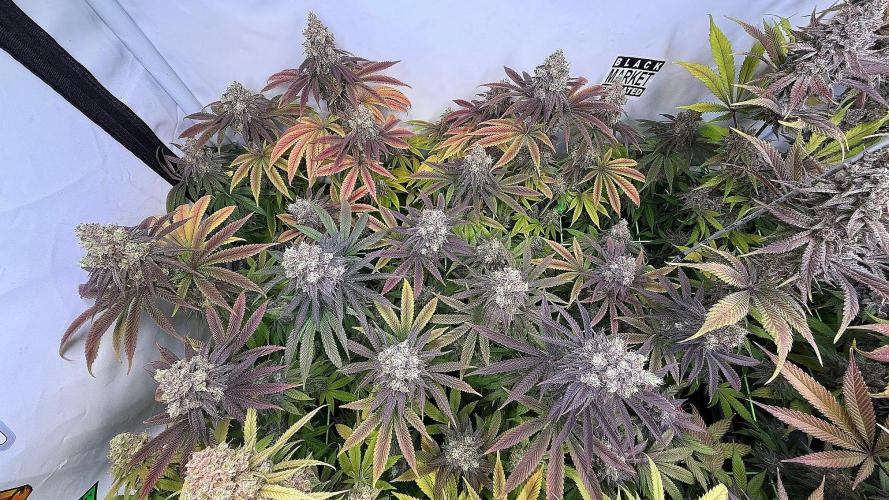 All about Terps. Week 17