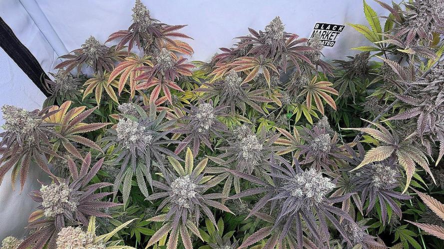 All about Terps. Week 17