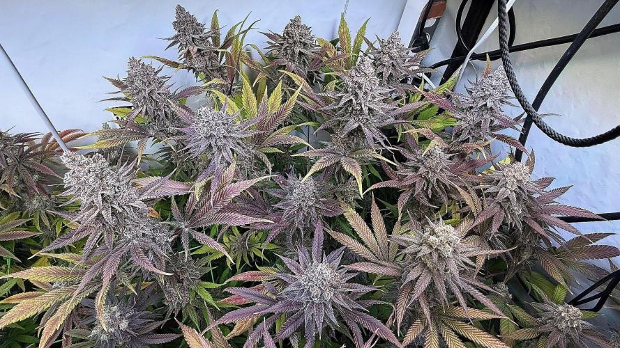 All about Terps. Week 17