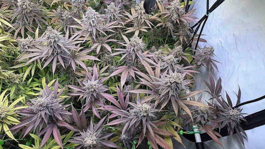 All about Terps. Week 17