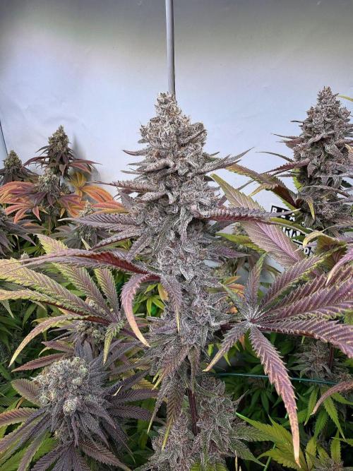 All about Terps. Week 17