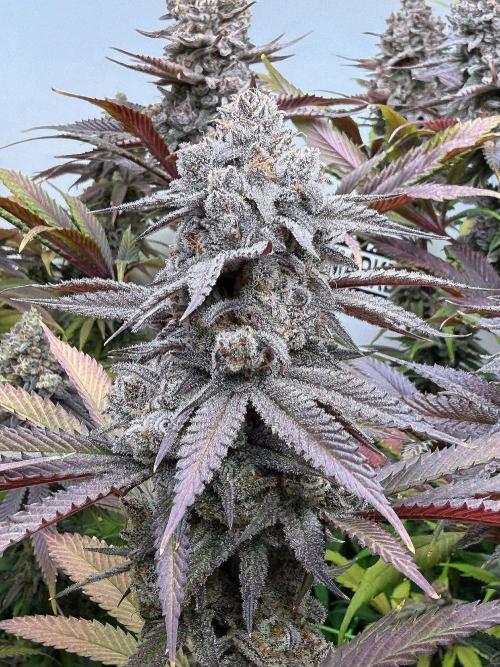 All about Terps. Week 17