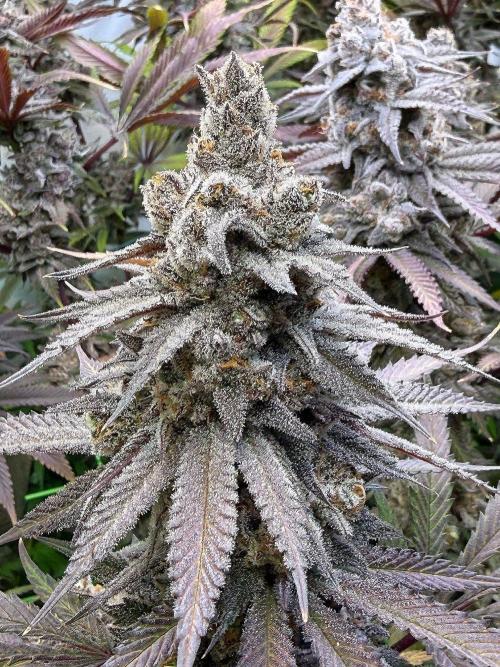 All about Terps. Week 17