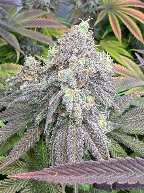 All about Terps. Week 17