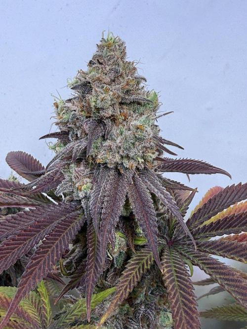 All about Terps. Week 17