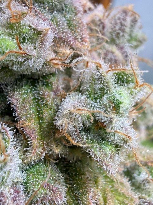 All about Terps. Week 17