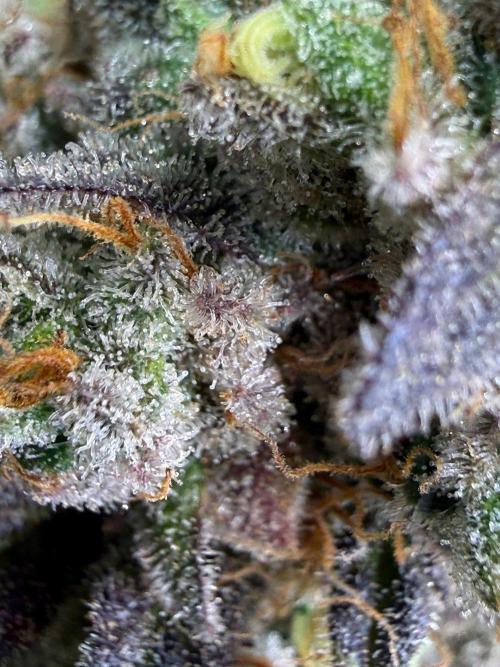 All about Terps. Week 17