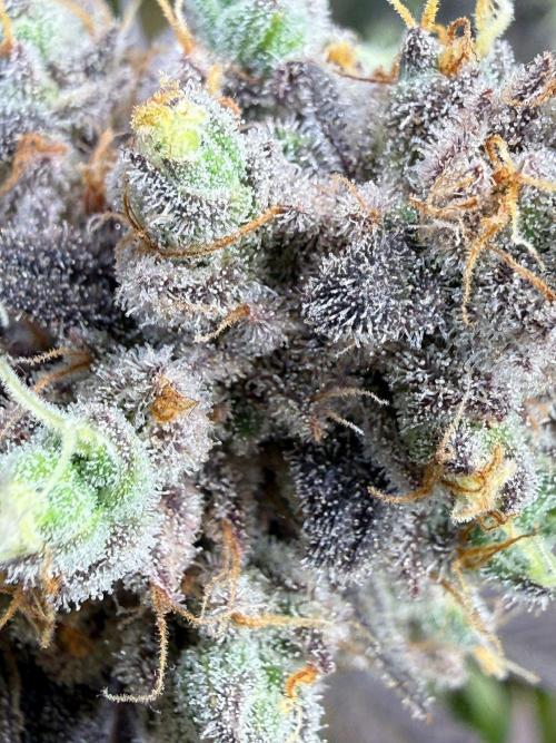 All about Terps. Week 17