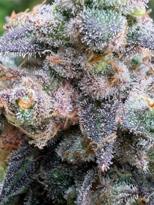 All about Terps. Week 17