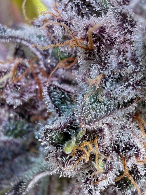 All about Terps. Week 17