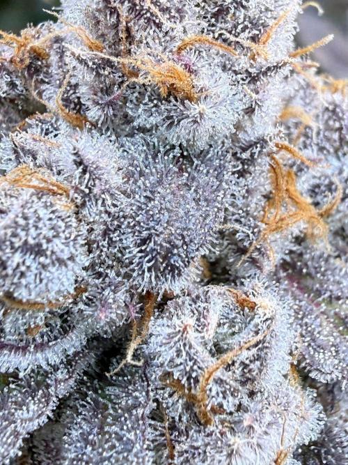 All about Terps. Week 17