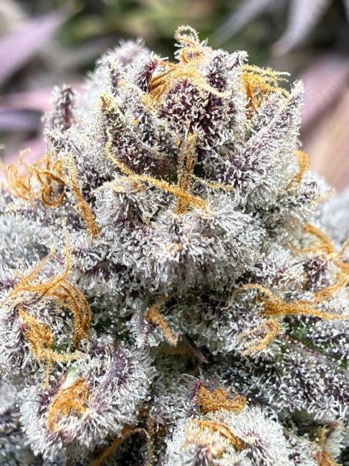 All about Terps. Week 17