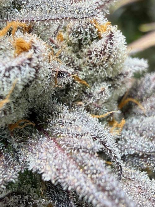 All about Terps. Week 17