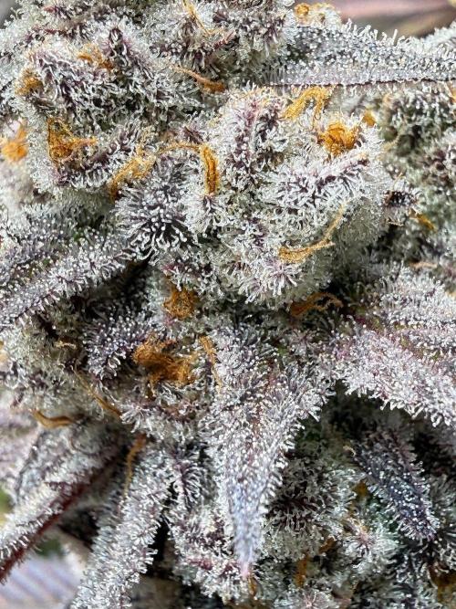 All about Terps. Week 17