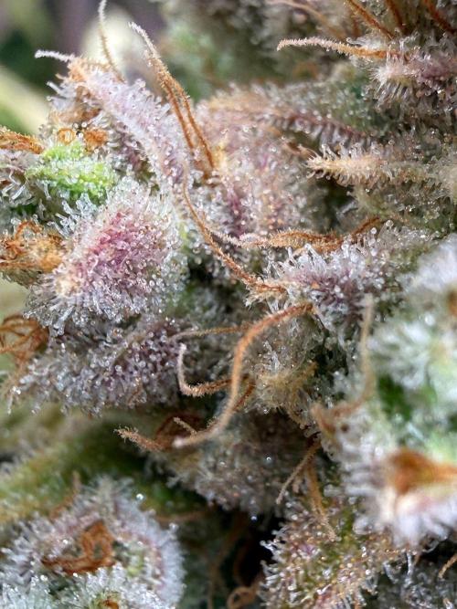 All about Terps. Week 17