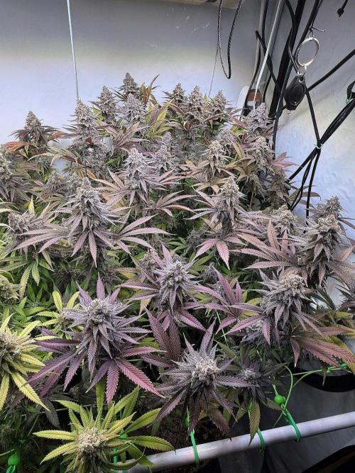 All about Terps. Week 17