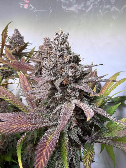 All about Terps. Week 17