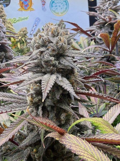 All about Terps. Week 17