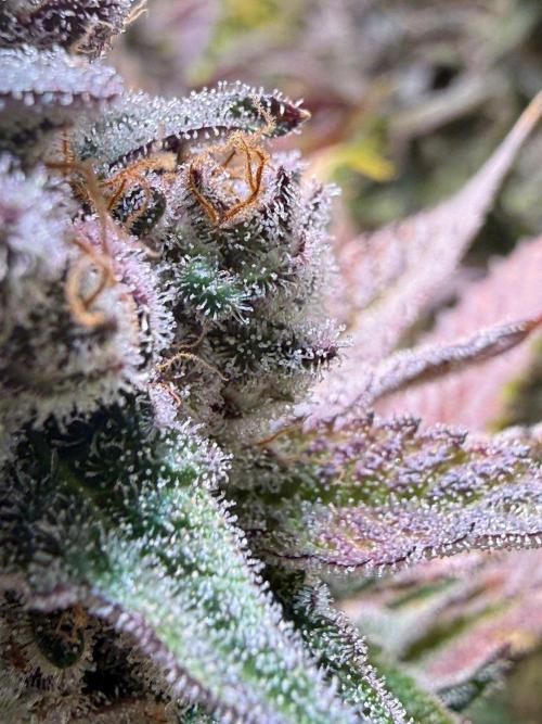 All about Terps. Week 17