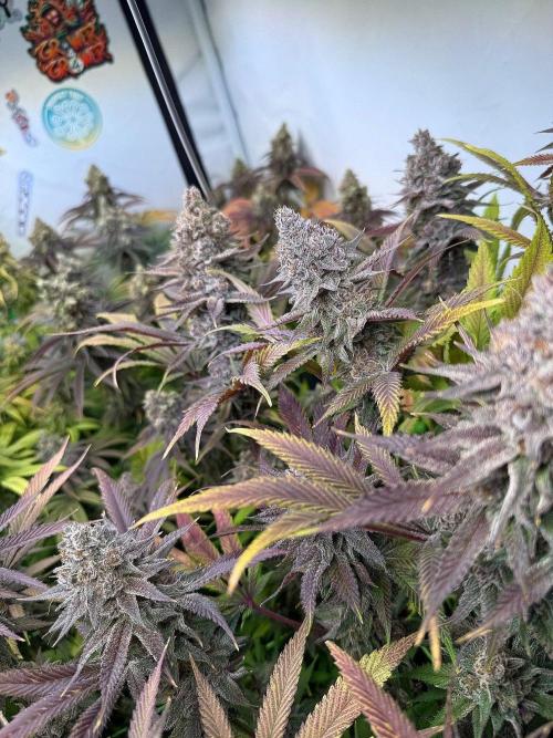 All about Terps. Week 17